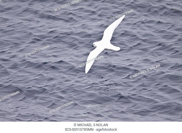 Adult Snow Petrel Pagodroma nivea on the wing in and around the Antarctic peninsula This is a small, pure white fulmarine petrel with black underdown