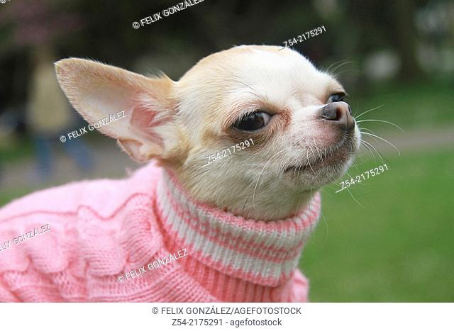 Dog short-haired chihuahua wearing dog jersey