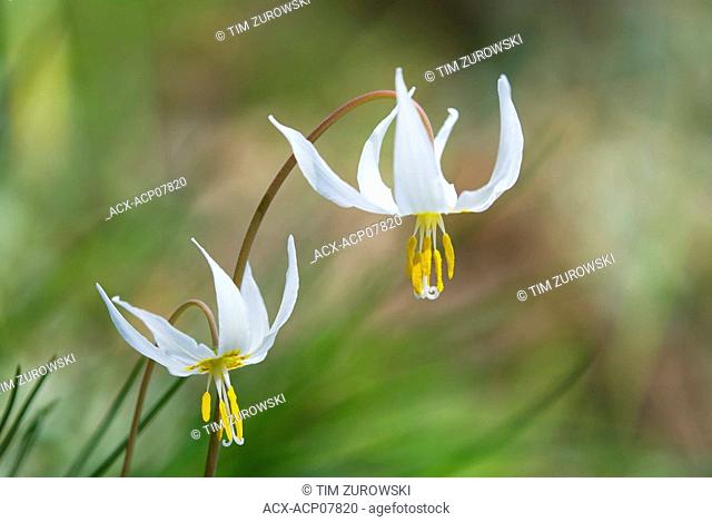 White Fawn Lily Erythonium oregonum, Canada