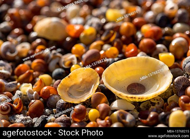 colorful shells on the beach, back light, France, Brittany, Finistère department, Pointe de Penmarc'h