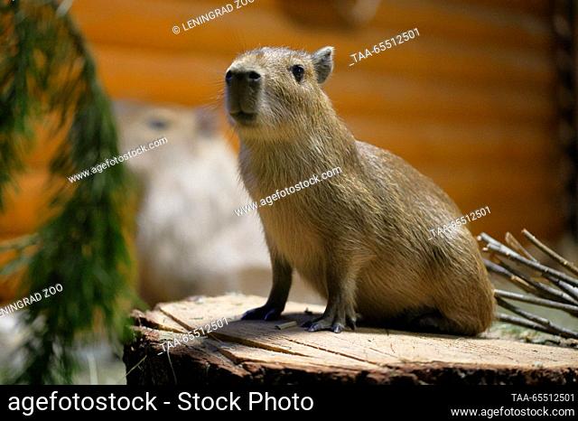 RUSSIA, ST PETERSBURG - DECEMBER 6, 2023: A capybara pup is seen at the Leningrad Zoo. On September 25, 2023, a capybara couple, Yermak and Kaisa