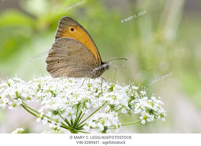 Meadow Brown, Maniola Jurtina, large brown butterfly with sexual dimorphism. Larval foodplants are meadow grasses. Adults feed on large range of meadow flower...