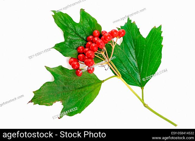 branch and fruits of viburnum on a white background