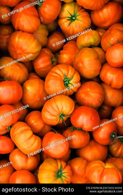 July 3, 2022, Doha, Qatar: Freshly harvested tomatoes are seen piled up during the harvest season in the greenhouse area