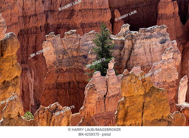 View of coloured rock formations from Queens Garden Trail, fairy chimneys, Bryce Canyon National Park, Utah, USA