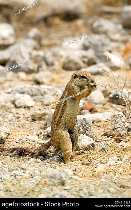 A groundsquirrel is sitting on its tail for a lunch