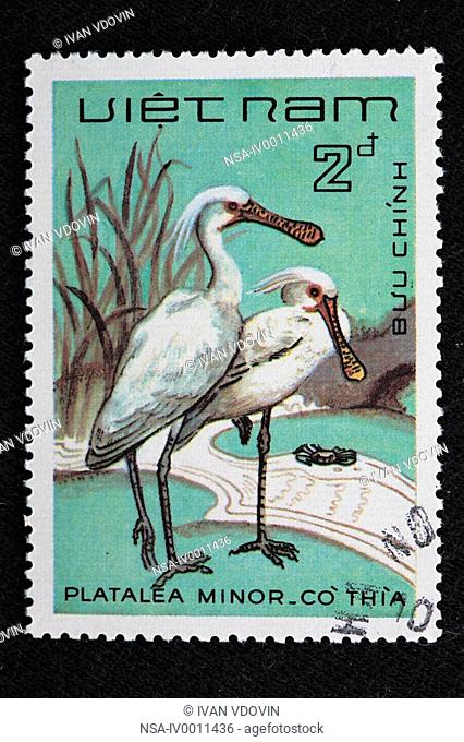 Black-faced Spoonbill Platalea minor, postage stamp, Vietnam