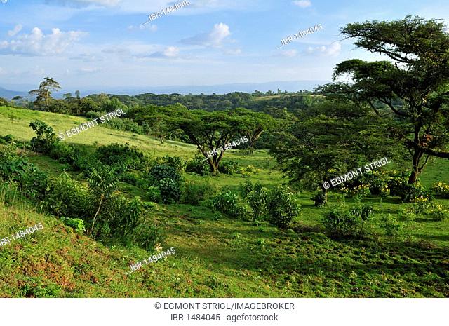 Green fertile highlands near Jimma, Kaffa Region, Oromiya, Ethiopia, Africa