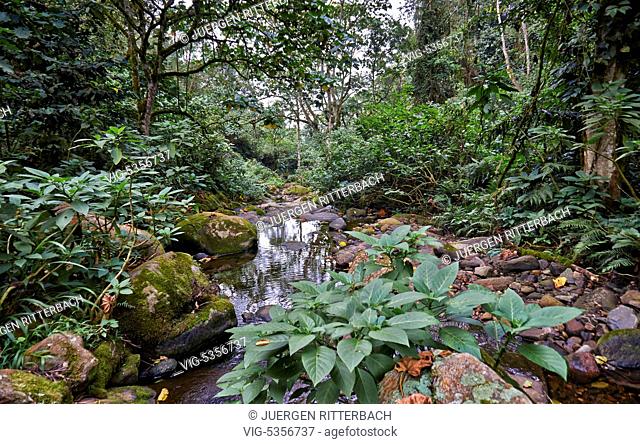 UGANDA, BUHOMA, 16.02.2015, rain forest of Bwindi Impenetrable National Park, Uganda, Africa - Buhoma, Uganda, 16/02/2015