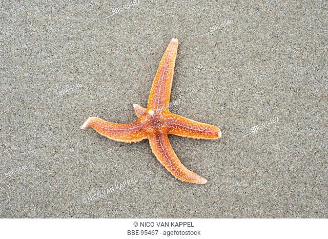 common seastars usually have five arms however when one arm is broken of or eaten it can grow back