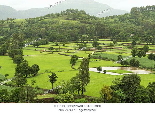 Landscape view of rice farming near Mulshi Dam, Pune, Maharashtra