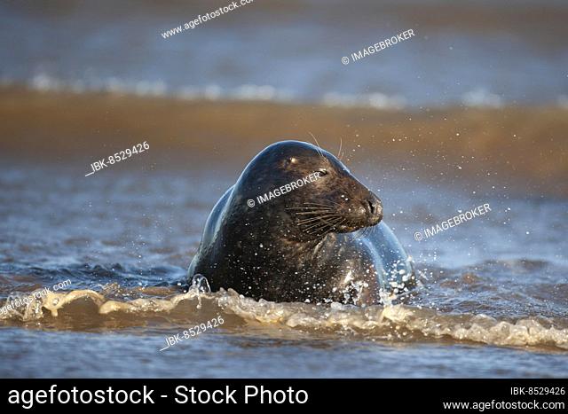 Grey (Halichoerus grypus) seal adult in the surf of the sea, Lincolnshire, England, United Kingdom, Europe
