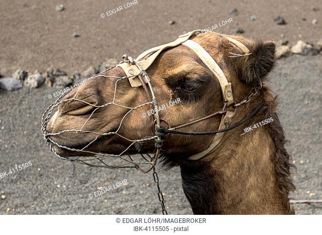 Camel wearing a muzzle, Lanzarote, Canary Islands, Spain