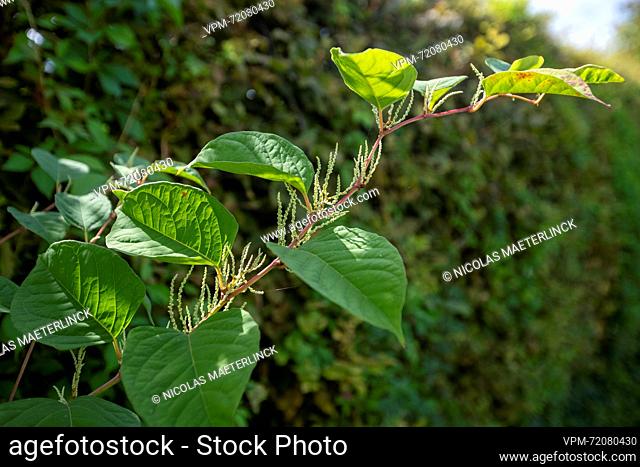 Illustration picture shows Japanese knotweed, in Lierde, Tuesday 15 August 2023. Japanese knotweed grows fast and pushes other species away