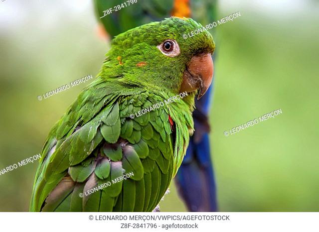 White-eyed Parakeet (Psittacara leucophthalmus), occurs in almost all of Brazil. Captive animal