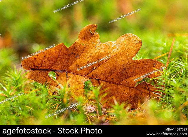 Fallen leaf on the forest floor, nature in detail, forest still life