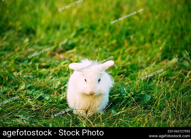 Cute Dwarf Lop-Eared Decorative Miniature Snow-White Fluffy Rabbit Bunny Mixed Breed With Blue Eyes Sitting In Bright Green Grass Of Garden
