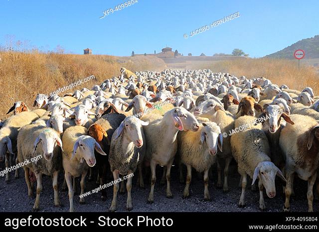 Flock of sheep. Torremormojón. Palencia province. Castilla y León. Spain
