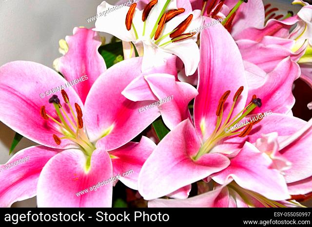 Lilies and Snapdragons on a white background