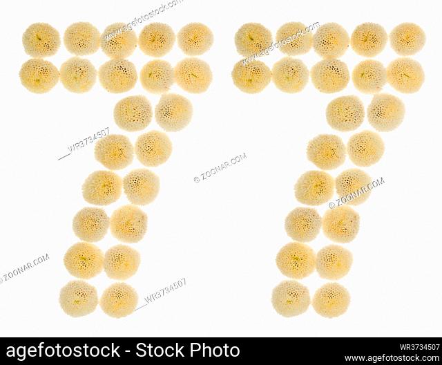 Arabic numeral 77, seventy seven, from cream flowers of chrysanthemum, isolated on white background
