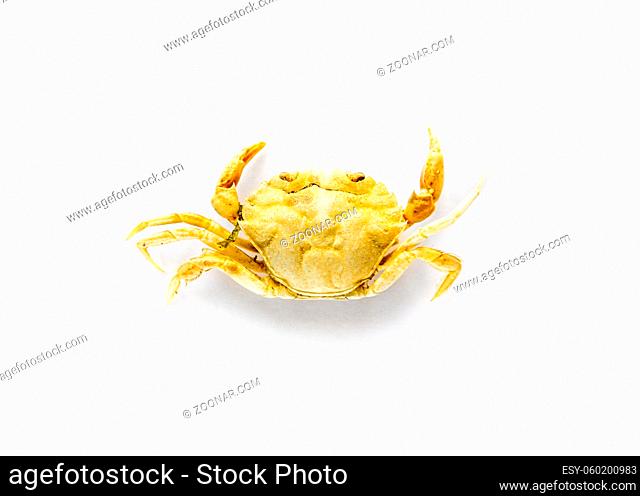 Small crab isolated on a white background