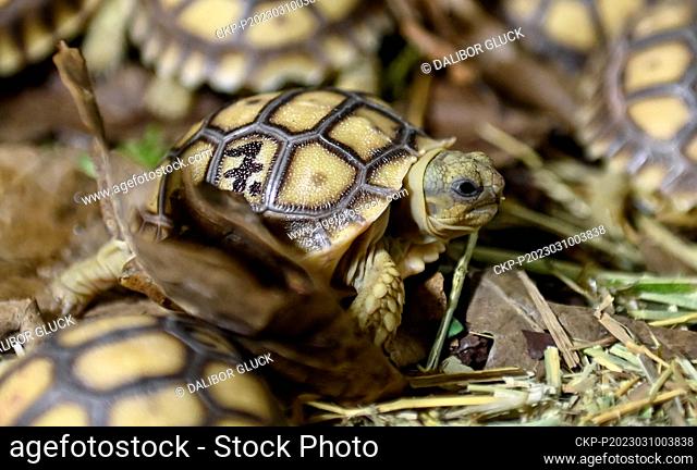 African spurred tortoise (Centrochelys sulcata) hatchling pictured on March 10, 2023, at the Zlin Zoo, Czech Republic. (CTK Photo/Dalibor Gluck)