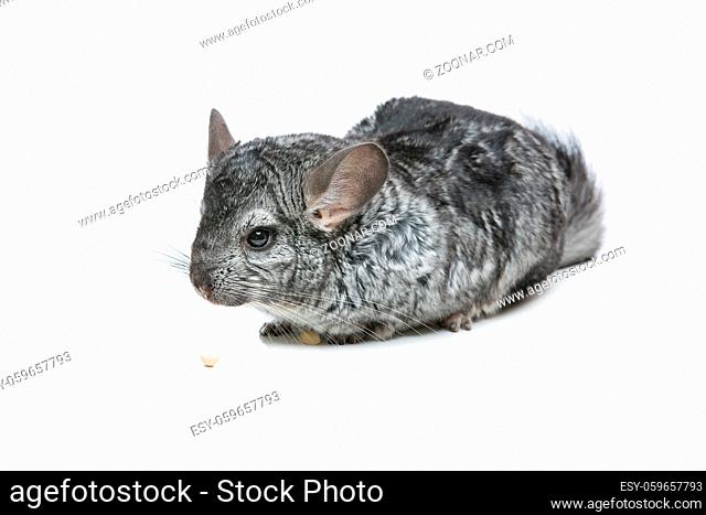 Cute adult chinchilla with nut isolated over white background. Copy space