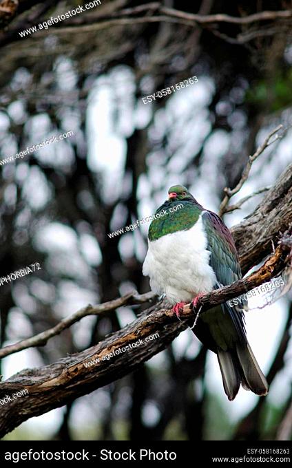 New Zealand pigeon Hemiphaga novaeseelandiae. Stewart Island. New Zealand