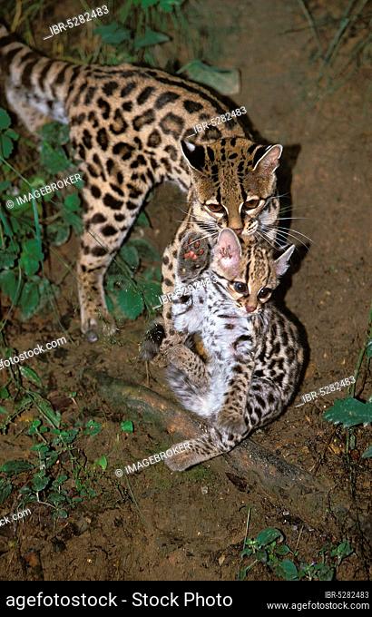 Margay (leopardus wiedii), mother with cubs