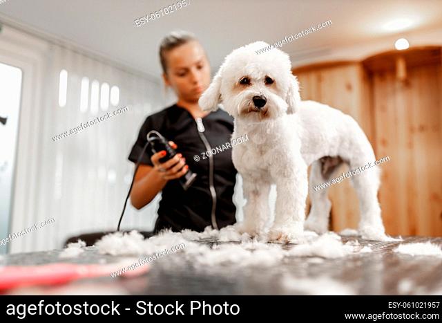 Professionist young blonde female cosmetician or pet beautician cuts of dog's hair. White purebred bichon sitting on the table while she's fur is cutting of...