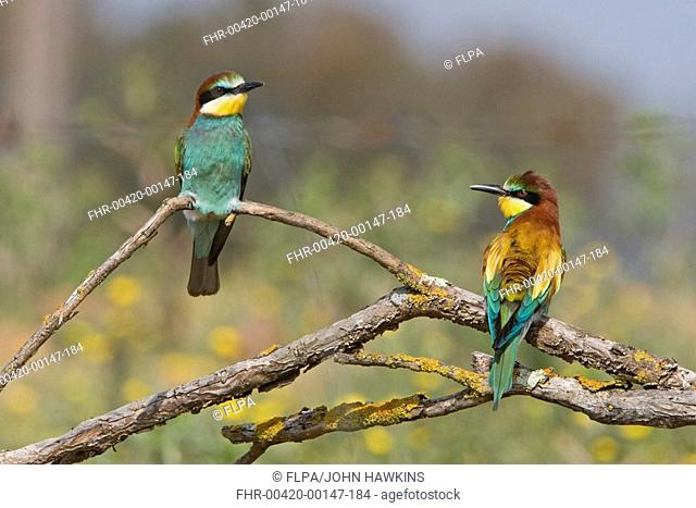 European Bee-eater Merops apiaster adult pair, perched on branch, Extremadura, Spain, may