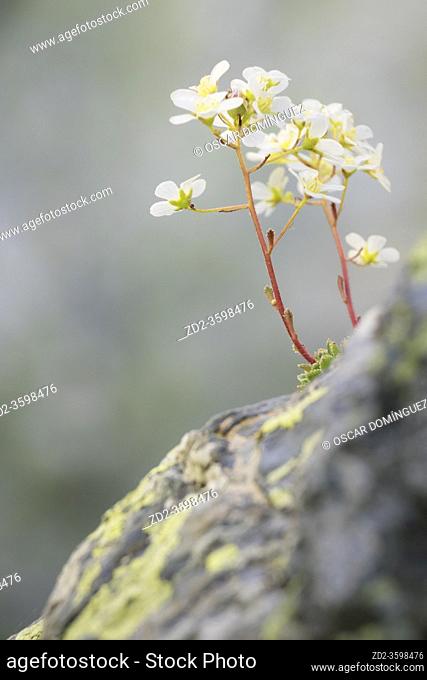 Alpine saxifrage (Saxifraga paniculata) on rocky habitat. Capçaleres del Ter i del Freser Natural Park. Catalonia. Spain