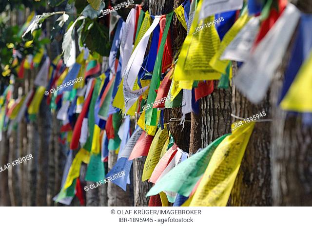Prayer flags, Tibetan refugee settlement in Bylakuppe, Mysore District, Karnataka, South India, India, Asia