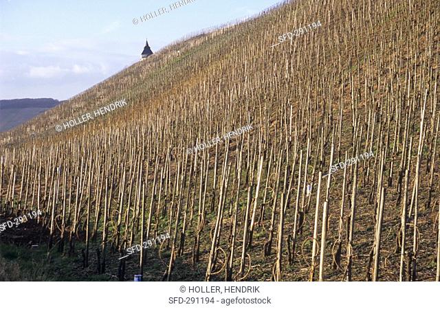 'Trittenheimer Felsenkopf' single vineyard site, Trittenheim, Germany