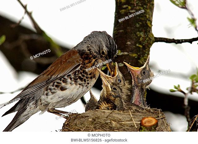 fieldfare Turdus pilaris, with chicks at the nest, Germany, Baden-Wuerttemberg
