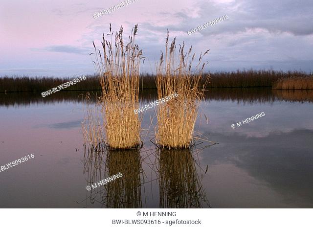 reed grass, common reed Phragmites communis, Phragmites australis, bunch of reed grass, Netherlands