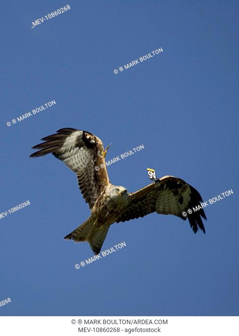 Red Kite with wing tags in flight (Milvus milvus ). UK. at RSPB supported feeding site Gigrin Farm, Rhayader Powys, Mid-Wales