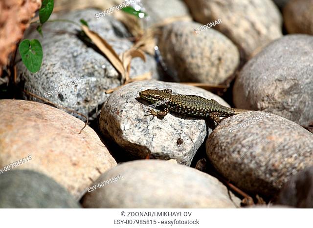 lizard on rock under the sun