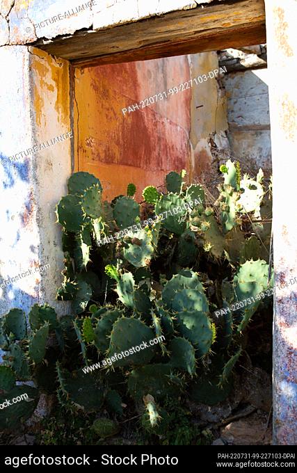 PRODUCTION - 20 July 2022, Portugal, Raposeira: Cacti growing in a ruined house in a village in the Algarve. Photo: Viola Lopes/dpa