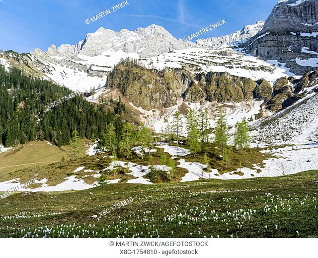 Eng Valley, Karwendel mountain range, Austria, view towards mount Lamsenspitze The Eng valley is the most famous of all valleys in karwendel mountain range Next...