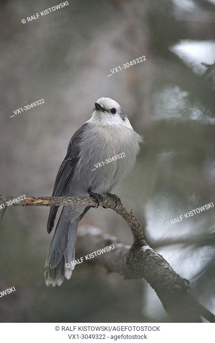 Grey Jay ( Perisoreus canadensis ) in winter, perched on a twig of a conifer tree, watching up to the sky, frontal shot, Yellowstone NP, Wyoming, USA
