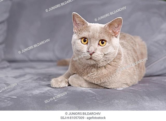 British Shorthair. Lilac tomcat (7 month old) lying on a couch. Germany