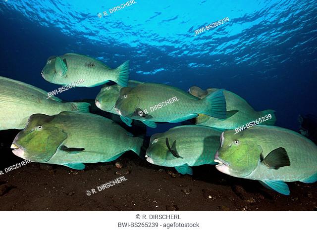 green humphead parrotfish, humphead parrotfish, bumphead parrotfish (Bolbometopon muricatum), Group of Bumphead Parrotfish, Indonesia, Bali, Tulamben