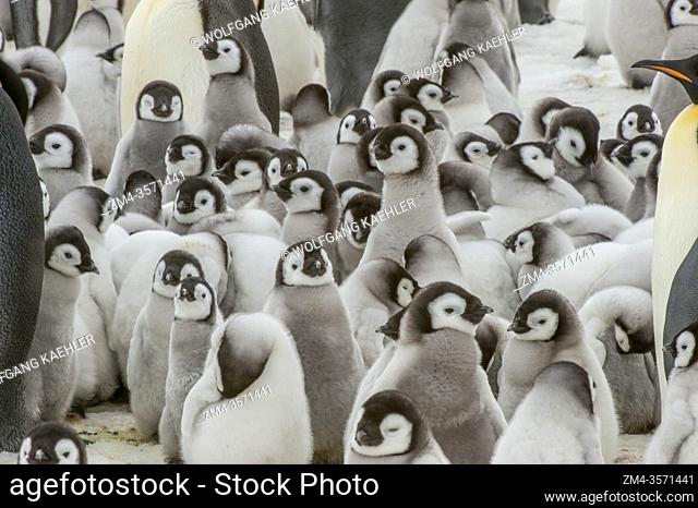 Emperor penguin (Aptenodytes forsteri) chicks forming a creche (Kindergarten) in the colony on the sea ice at Snow Hill Island in the Weddell Sea in Antarctica