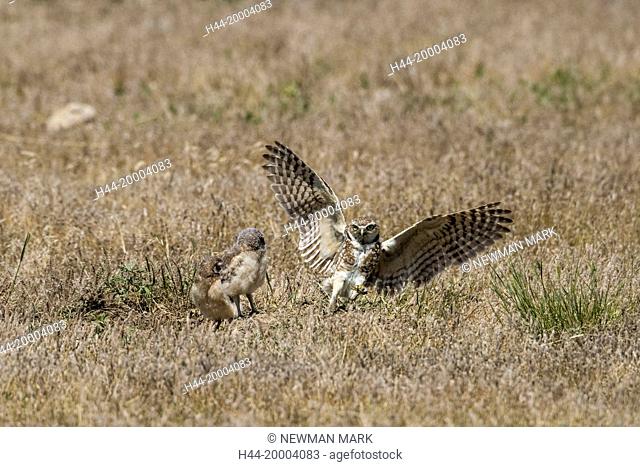 Burrowing Owl, Badlands NP