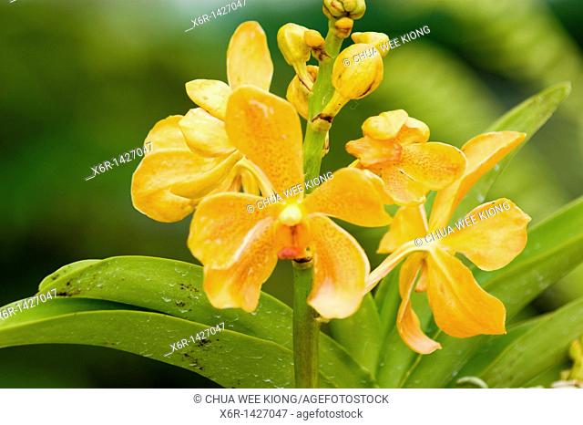 Orchid Garden Kuching Sarawak Malaysia