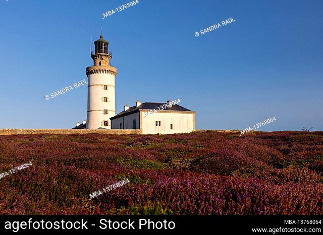 Le Stiff lighthouse, blooming heather, Île d'Ouessant, France, Brittany, Finistère department