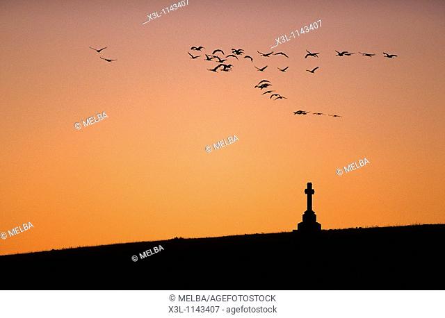 Flock of Common cranesGrus grus in migration flying at dusk Gallocanta Teruel Aragon Spain European bird