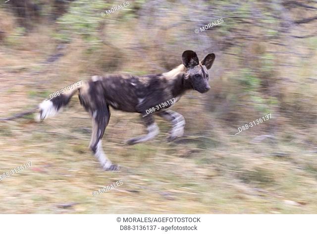 Africa, Southern Africa, Bostwana, Moremi National Park, African wild dog or African hunting dog or African painted dog (Lycaon pictus), one adult