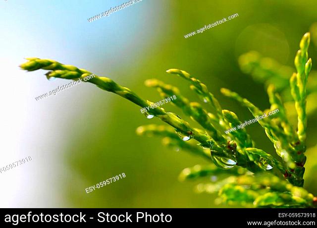 Rain drops on Thuja branch close up. Nature background